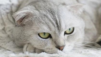 开云电子-怀特塞德对阵广东个人集锦回顾，全场得到28分13篮板